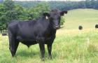 Разведение коров в домашних условиях как бизнес Инвестиции при выращивание крупного рогатого скота статистика